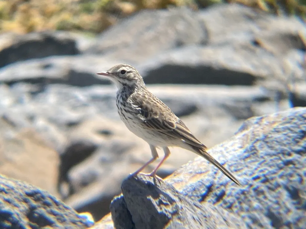 伯氏鹨(Anthus berthelotii)