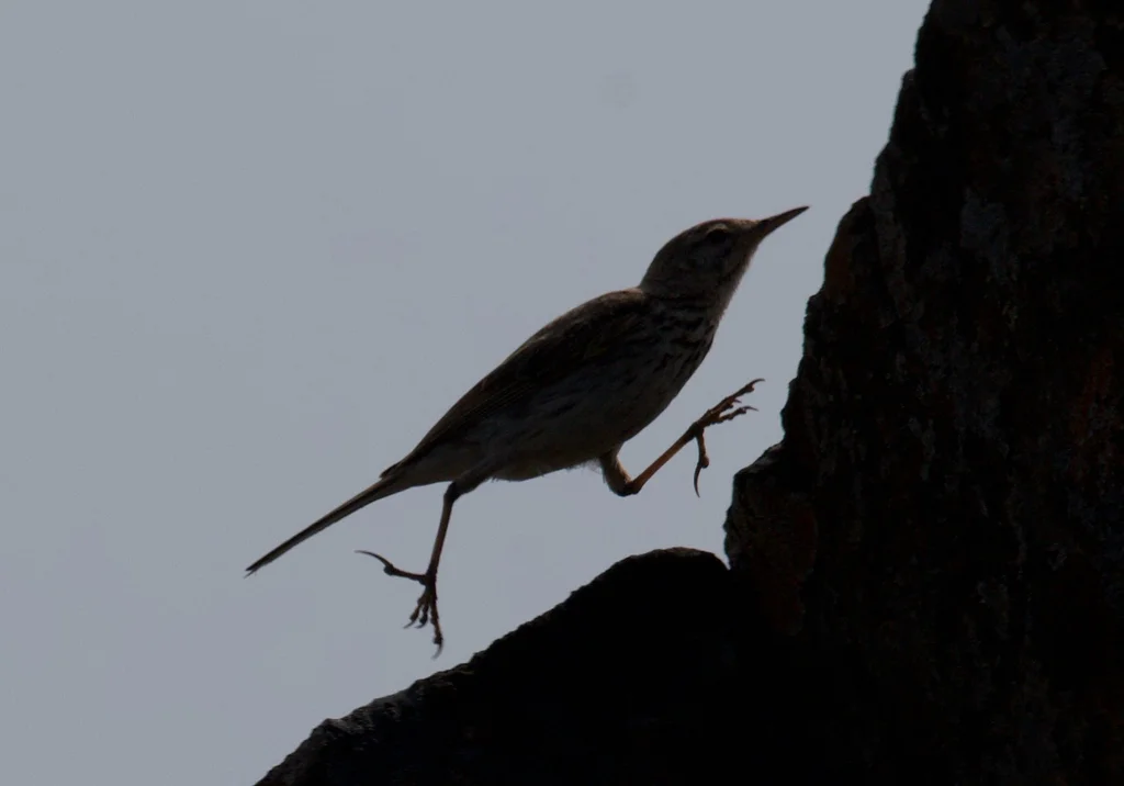 伯氏鹨(Anthus berthelotii)