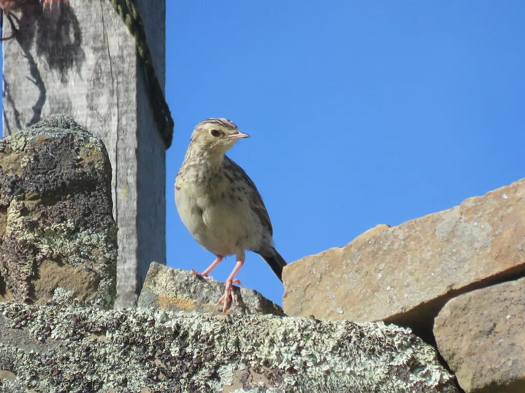 帕拉鹨(Anthus bogotensis)