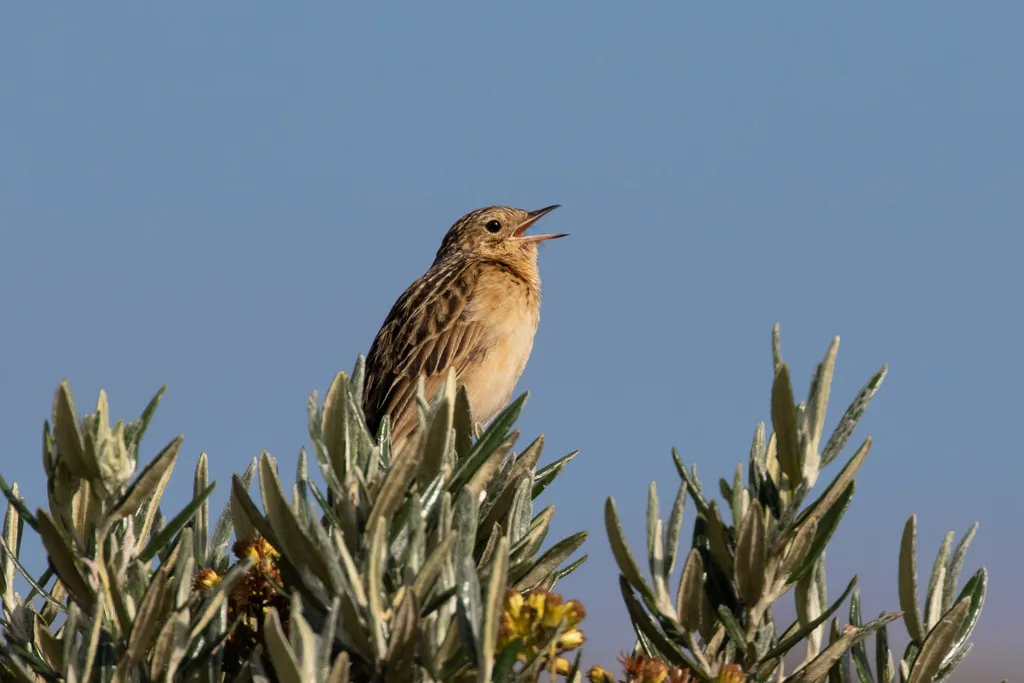 帕拉鹨(Anthus bogotensis)