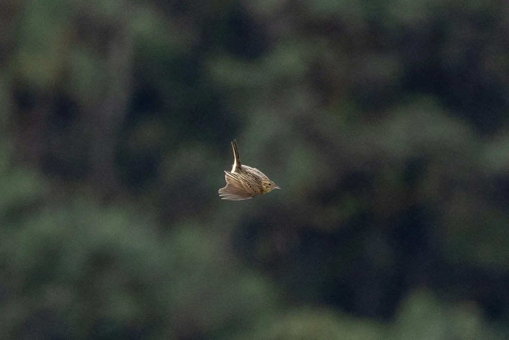 帕拉鹨(Anthus bogotensis)