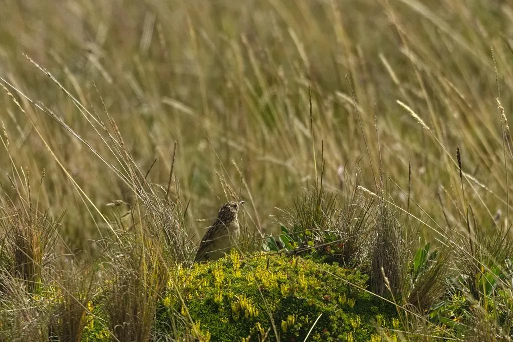 帕拉鹨(Anthus bogotensis)
