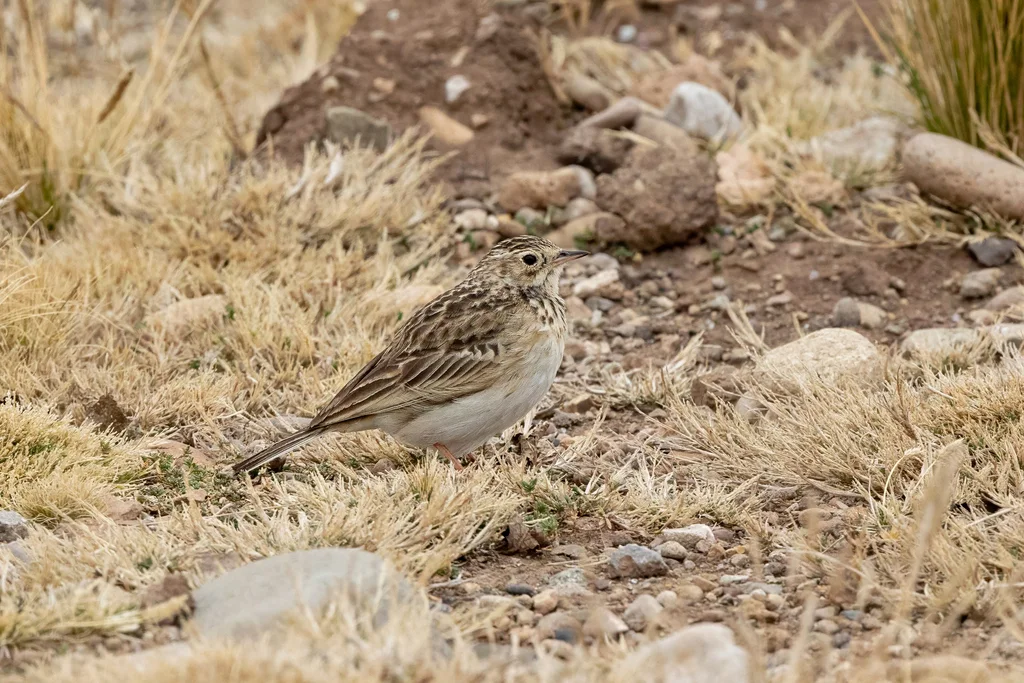 普那草原鹨(Anthus brevirostris)