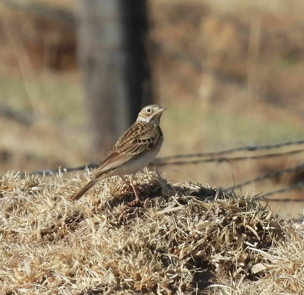 普那草原鹨(Anthus brevirostris)