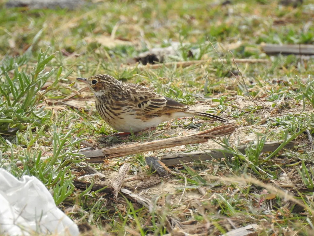 普那草原鹨(Anthus brevirostris)