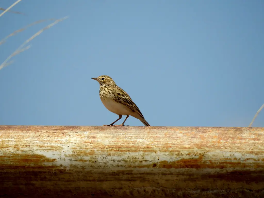 普那草原鹨(Anthus brevirostris)