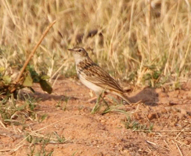 南非鹨(Anthus caffer)