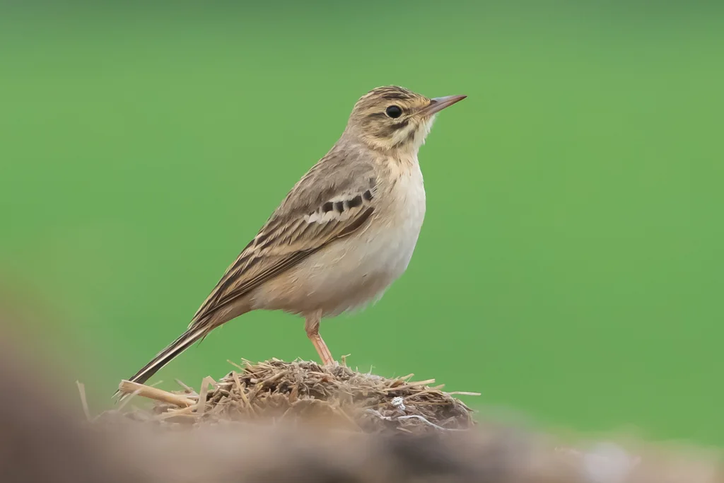 平原鹨(Anthus campestris)