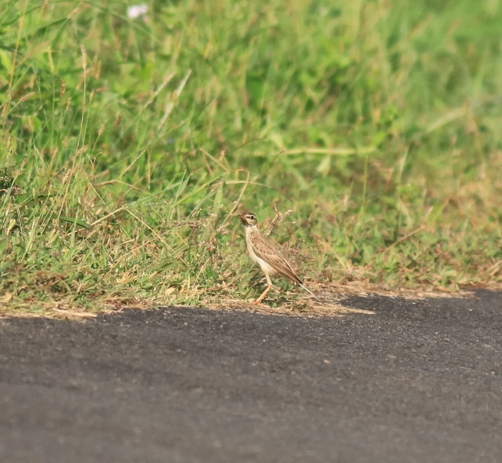 平原鹨(Anthus campestris)