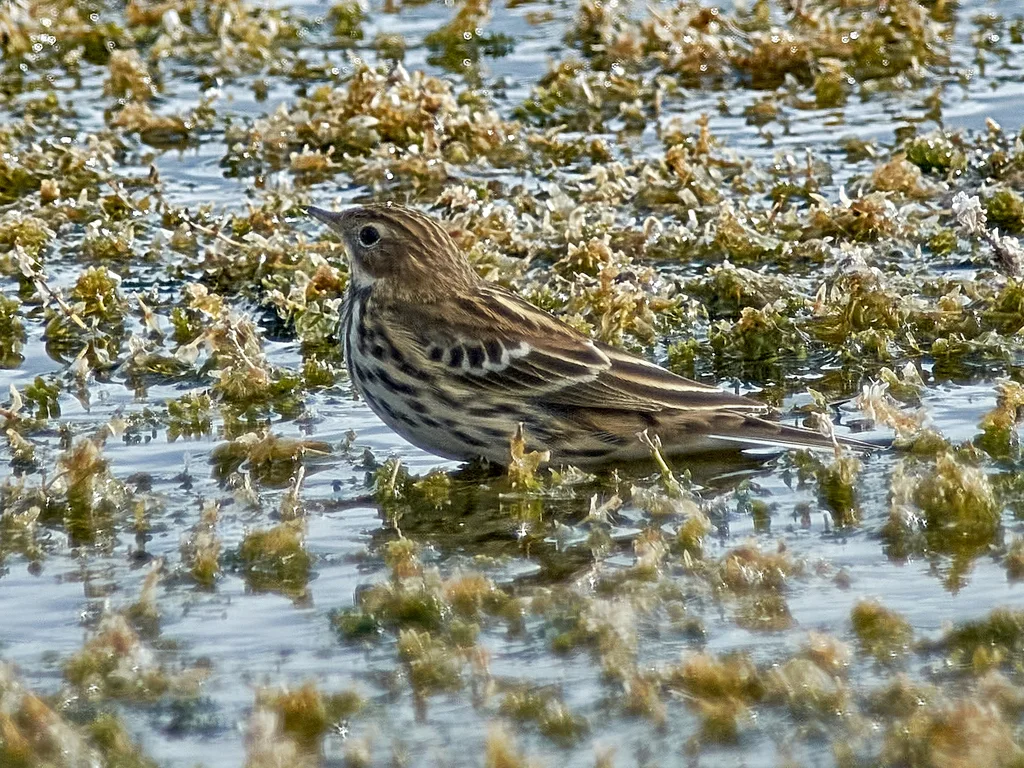 红喉鹨(Anthus cervinus)
