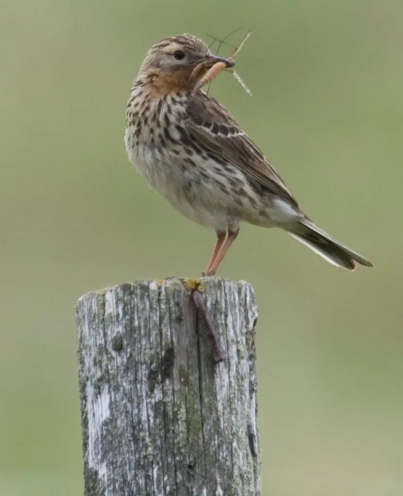 红喉鹨(Anthus cervinus)