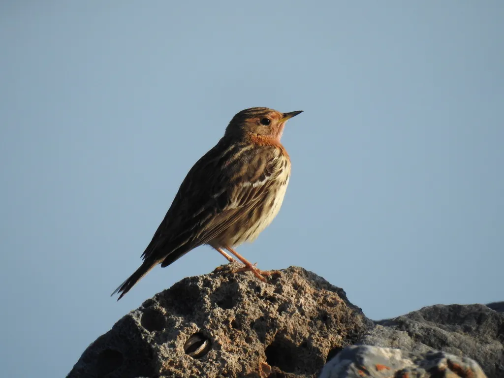 红喉鹨(Anthus cervinus)
