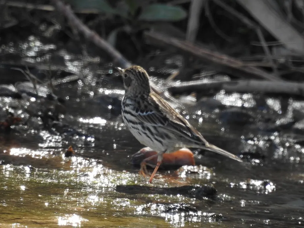 红喉鹨(Anthus cervinus)