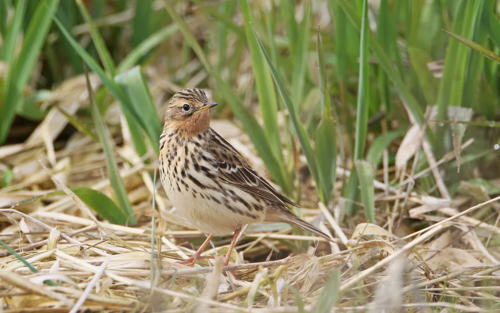 红喉鹨(Anthus cervinus)
