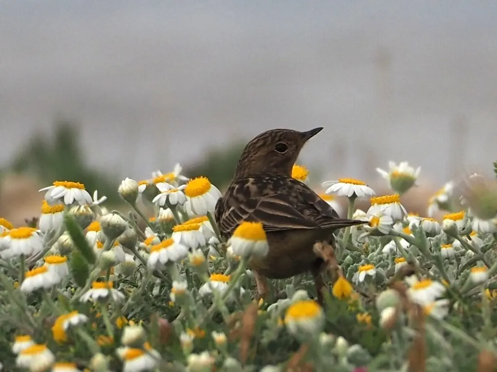 红喉鹨(Anthus cervinus)