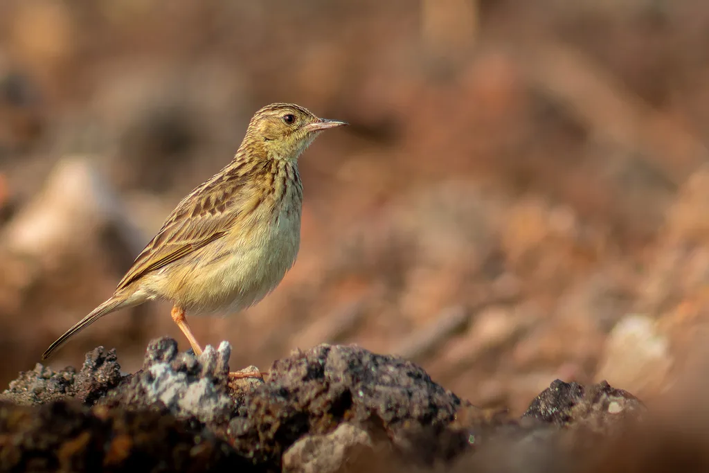 黄鹨(Anthus chii)