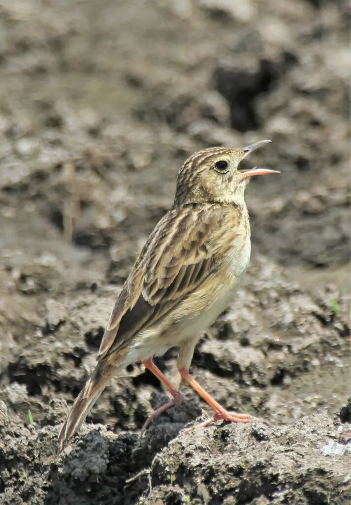 黄鹨(Anthus chii)