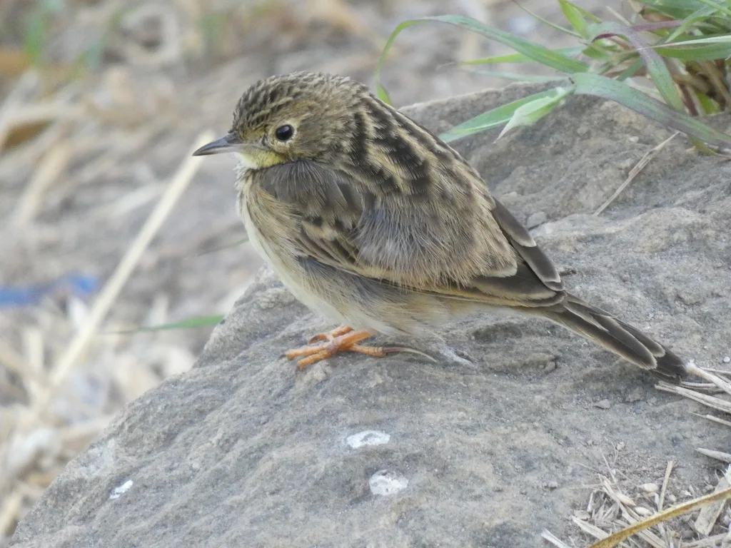 黄鹨(Anthus chii)