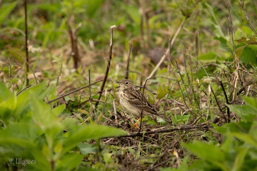 黄鹨(Anthus chii)