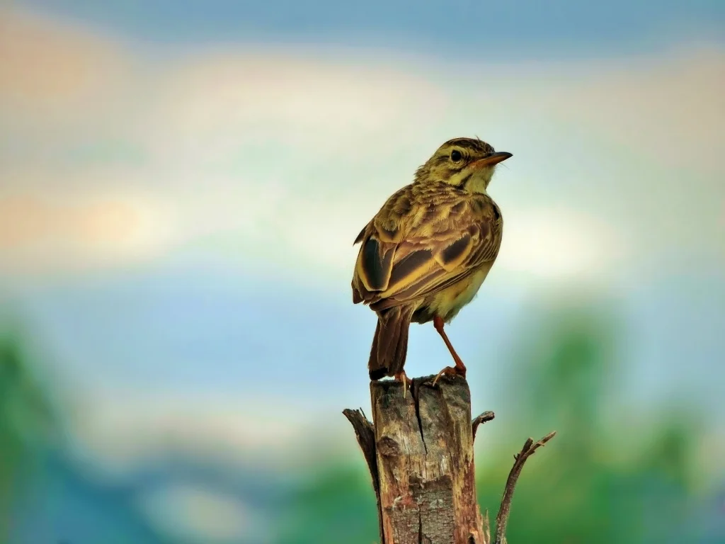 非洲鹨(Anthus cinnamomeus)