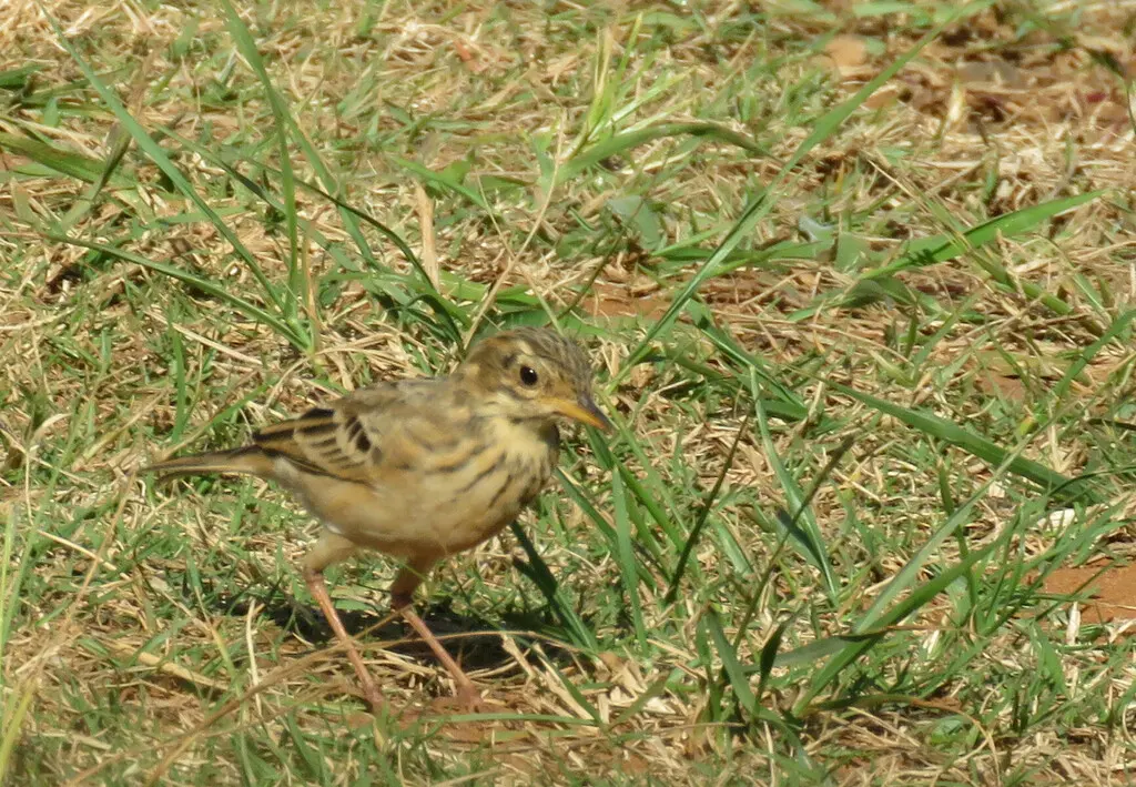 非洲鹨(Anthus cinnamomeus)