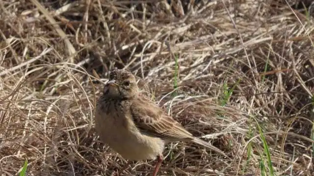 非洲鹨(Anthus cinnamomeus)