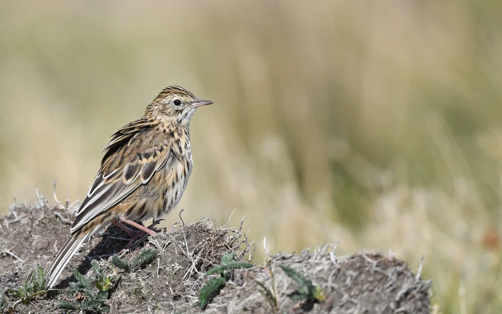 科雷鹨(Anthus correndera)