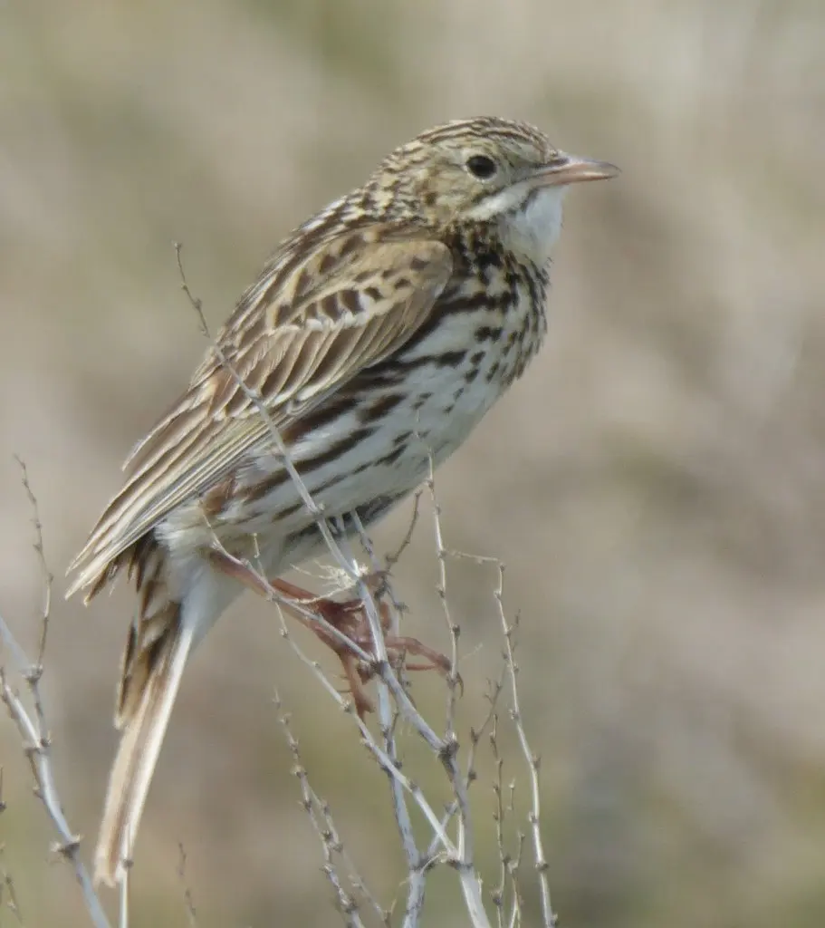 科雷鹨(Anthus correndera)