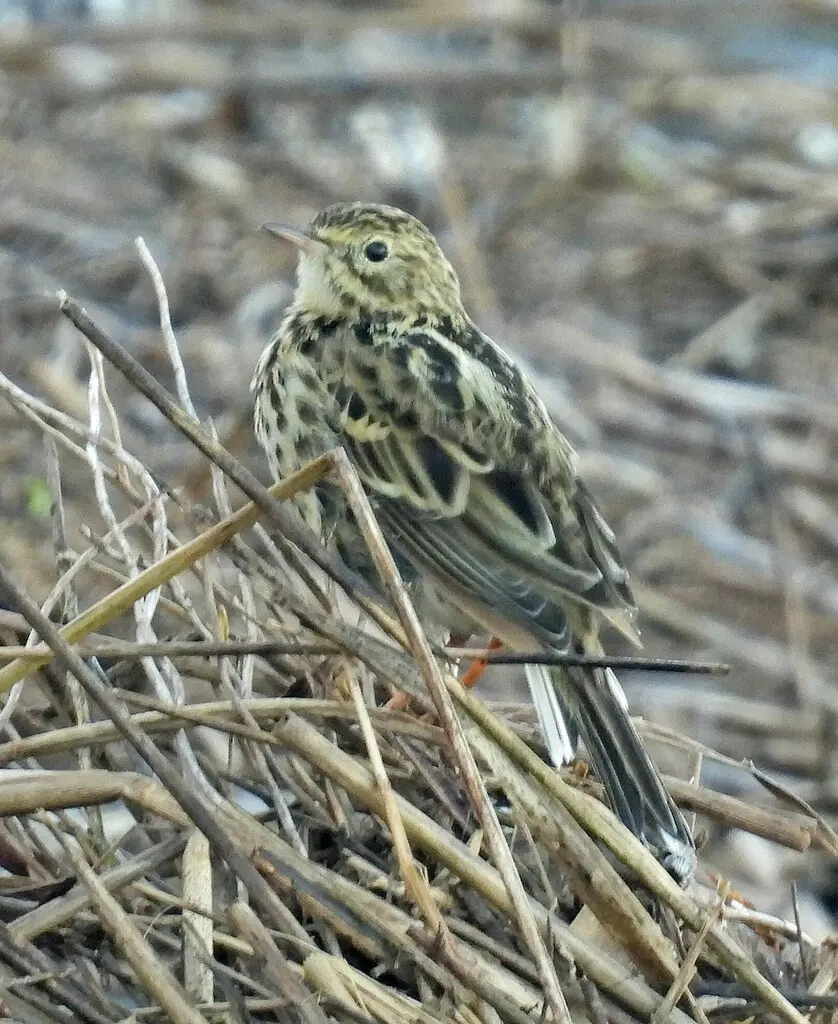 科雷鹨(Anthus correndera)