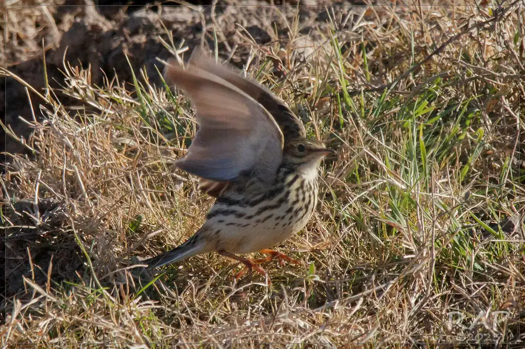 科雷鹨(Anthus correndera)