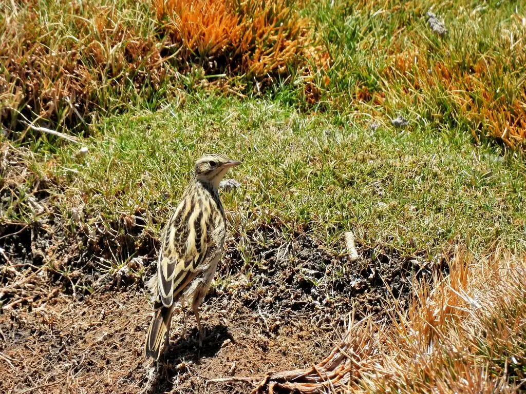 科雷鹨(Anthus correndera)