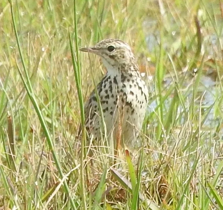 科雷鹨(Anthus correndera)