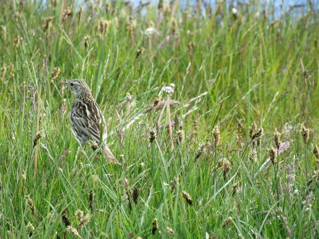 科雷鹨(Anthus correndera)