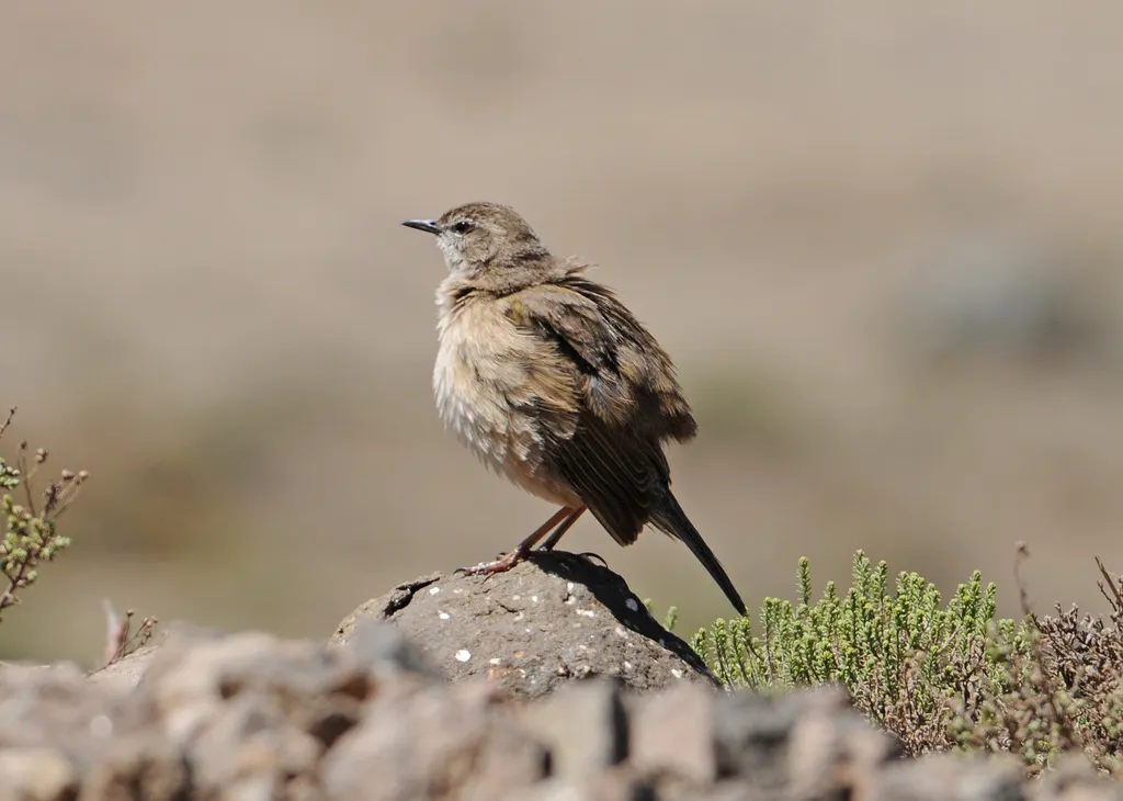 南非石鹨(Anthus crenatus)