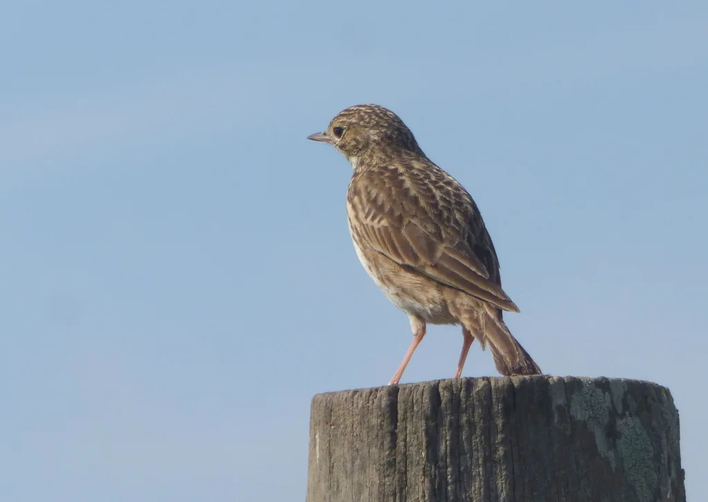 短嘴鹨(Anthus furcatus)