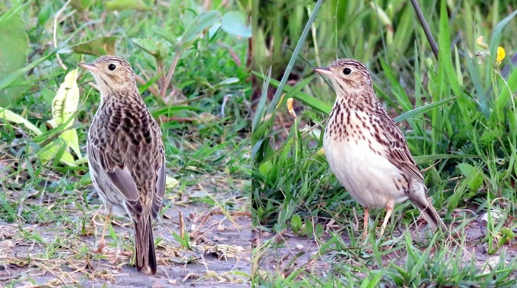 短嘴鹨(Anthus furcatus)