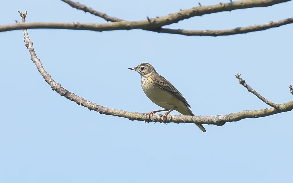 布氏鹨(Anthus godlewskii)