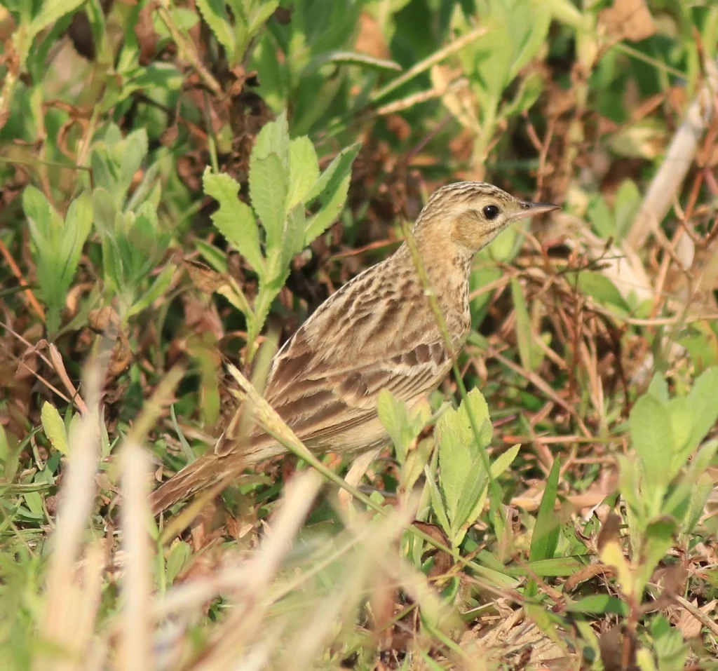 布氏鹨(Anthus godlewskii)