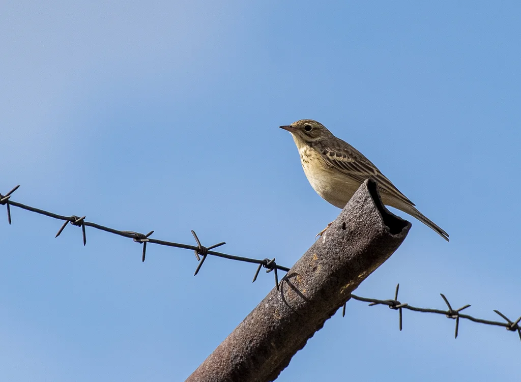 布氏鹨(Anthus godlewskii)