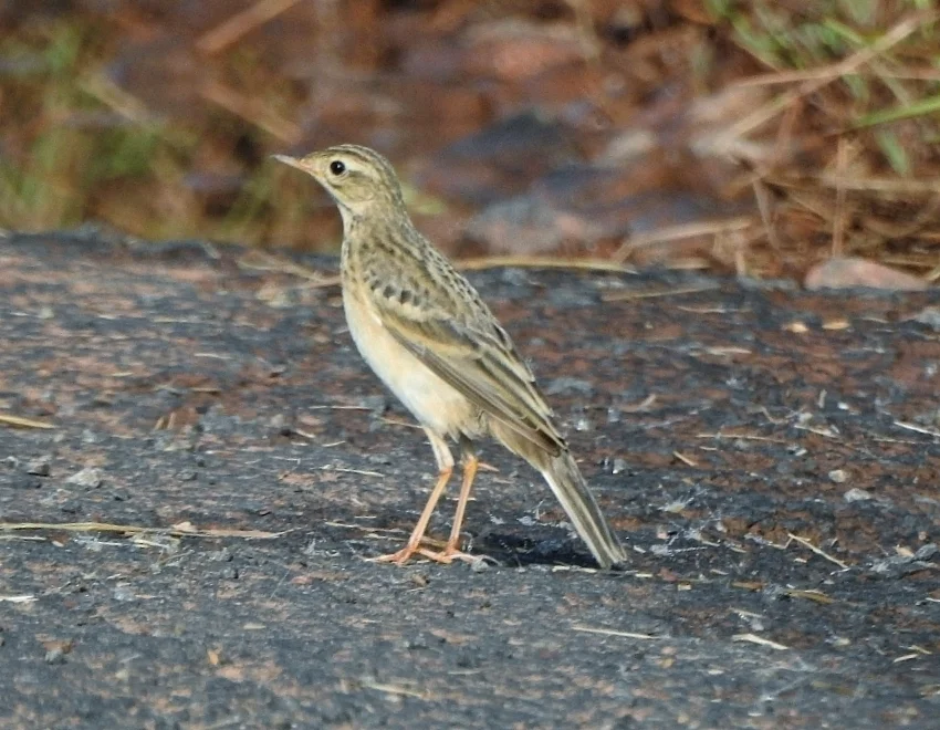 布氏鹨(Anthus godlewskii)
