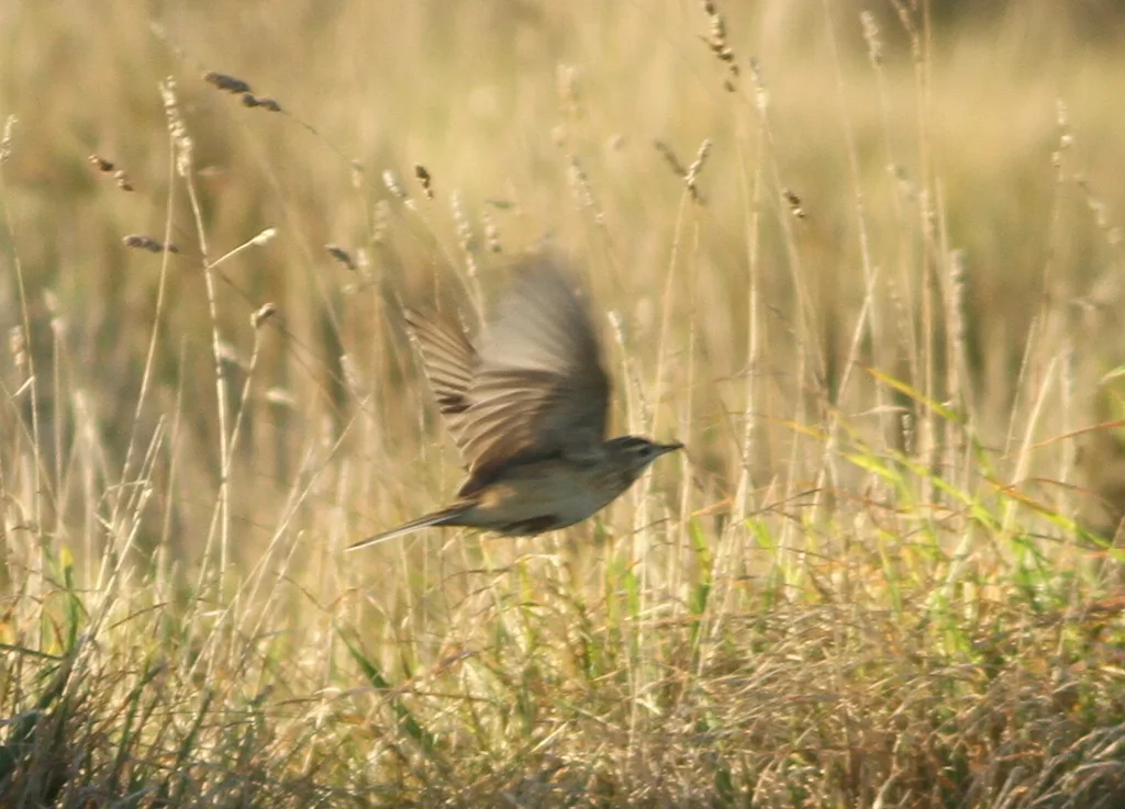 布氏鹨(Anthus godlewskii)