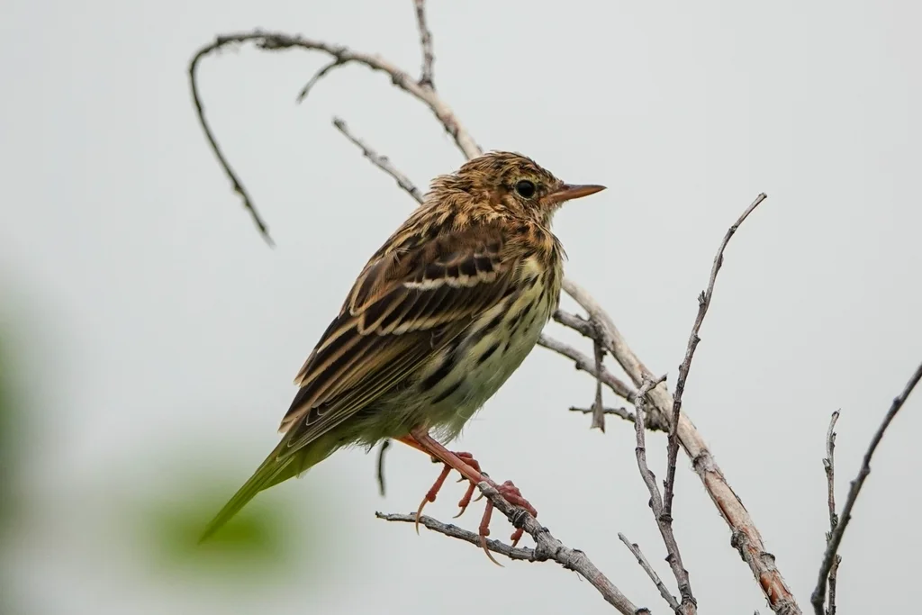 北鹨(Anthus gustavi)