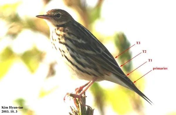 北鹨(Anthus gustavi)