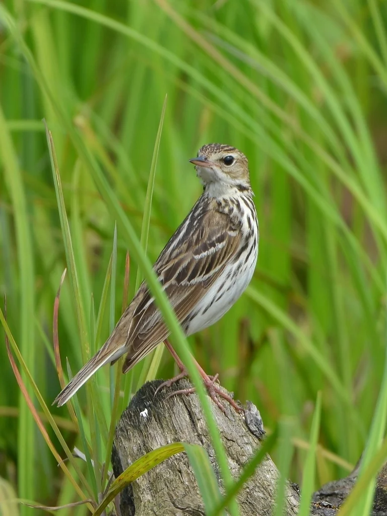 北鹨(Anthus gustavi)