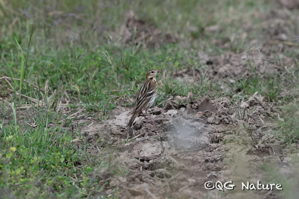 北鹨(Anthus gustavi)