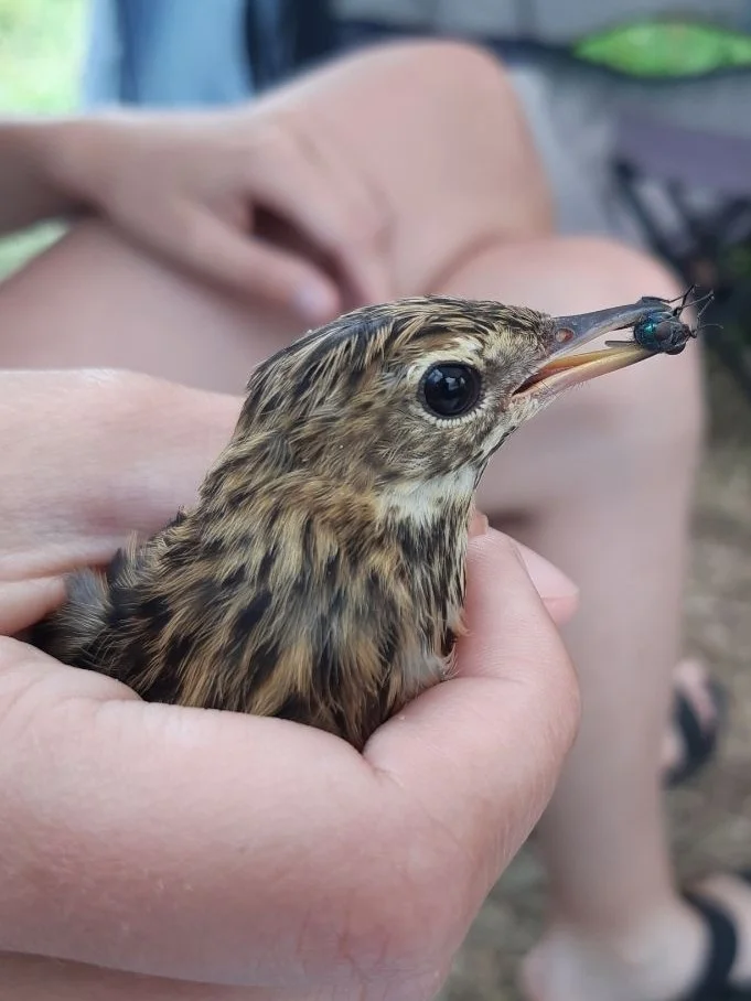 北鹨(Anthus gustavi)