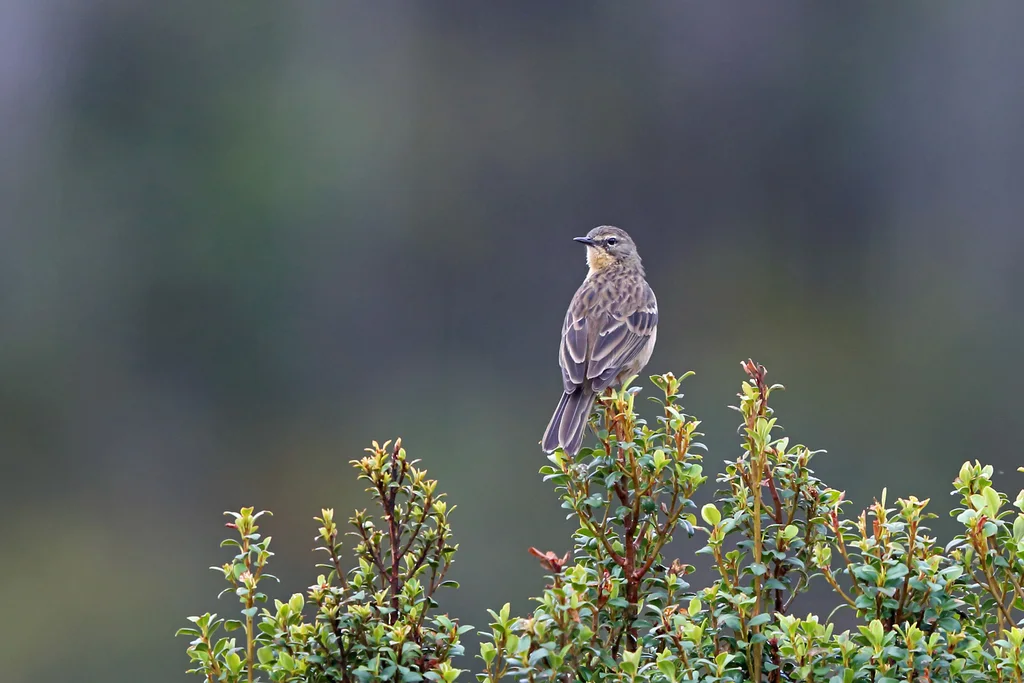 斑喉鹨(Anthus gutturalis)