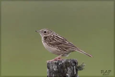 赫氏鹨