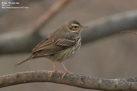 树鹨