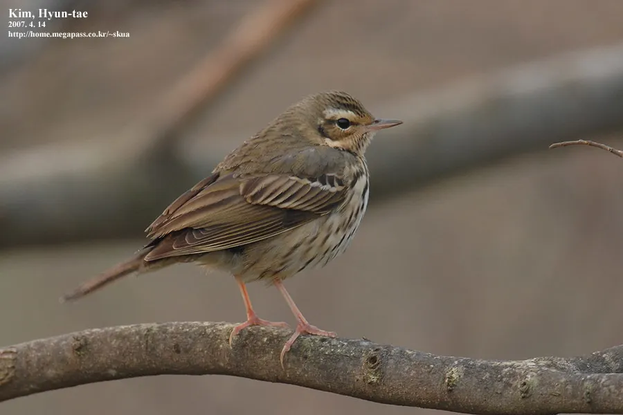 树鹨(Anthus hodgsoni)